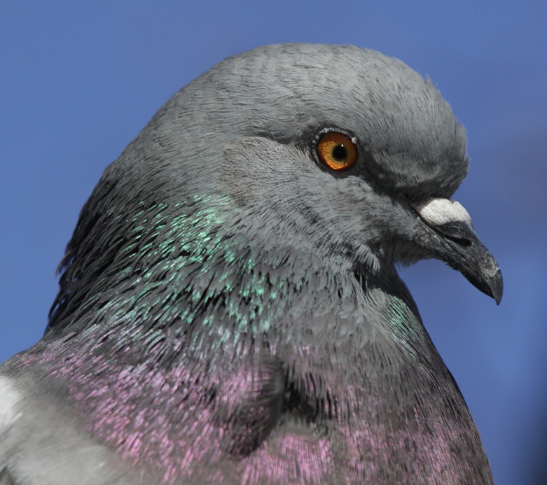 pigeon